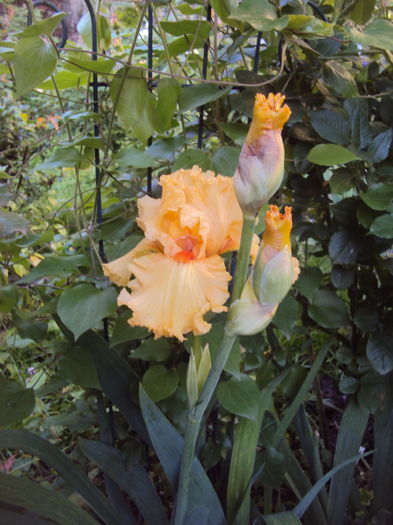 DSC00796