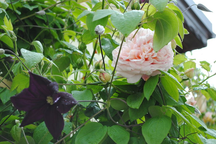Abraham DArby si Romantika