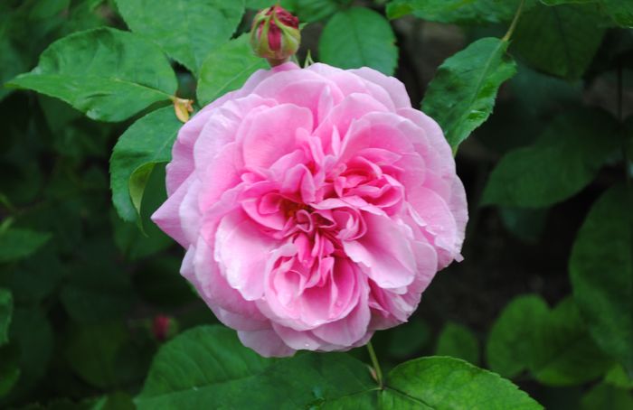 Gertrude Jekyll