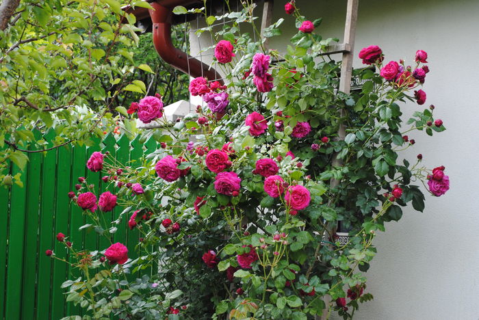 Salma es Said - 2016 trandafiri -I