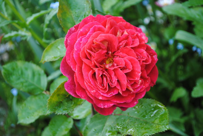 lami-des-jardins - 2016 trandafiri -I