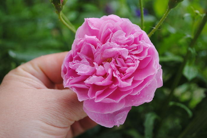 Harlow Carr - 2016 trandafiri -I