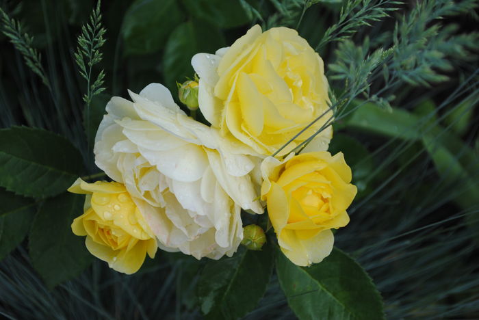 golden border(comtesse du barry) - 2016 trandafiri -I