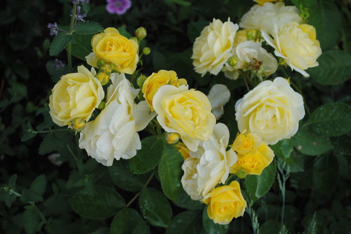 golden border(comtesse du barry) - 2016 trandafiri -I
