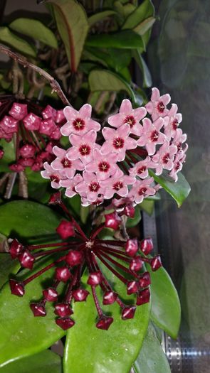 20160517_105840 - Hoya Colectie - 2016