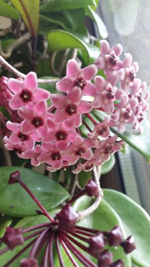 20160517_105900 - Hoya Colectie - 2016