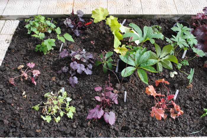 16 05,am terminat de plantat heucherele ..