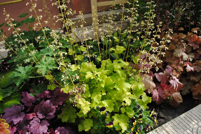 heuchera lime marmelade