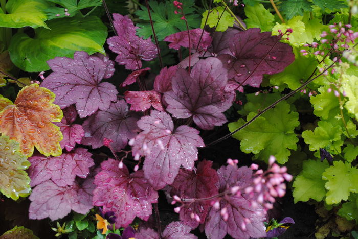 heuchera_Georgia_Plum