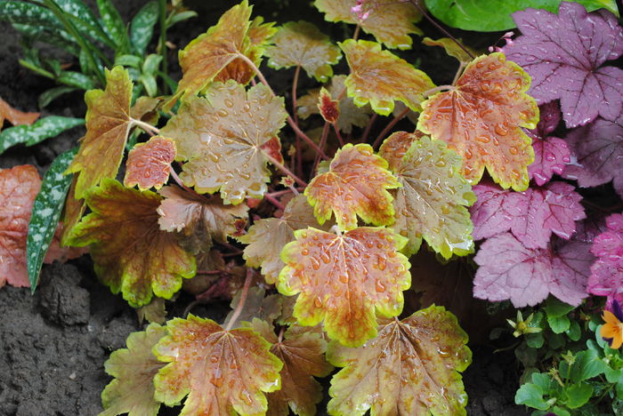 heuchera delta dawn + pulmonaria