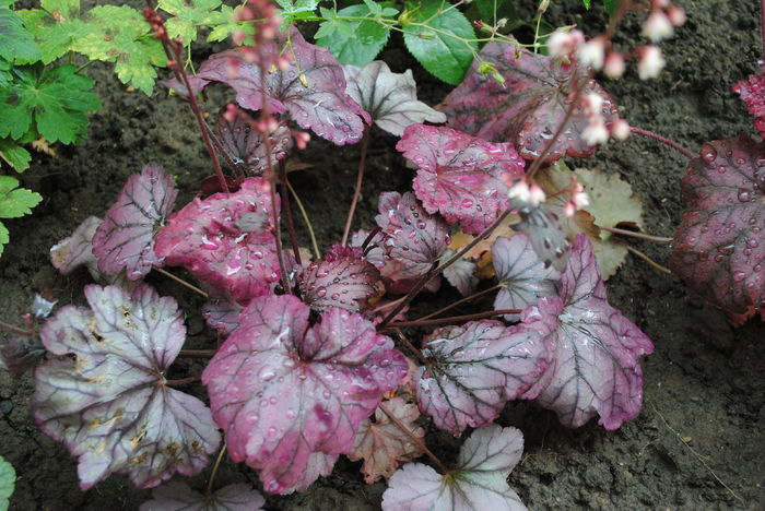 Heuchera Plum Royale