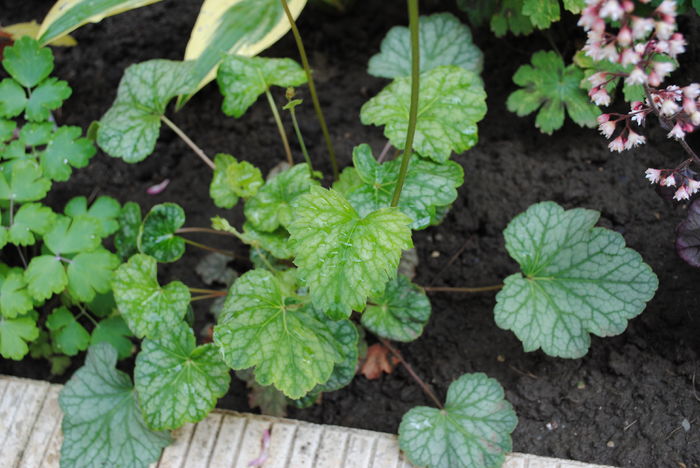 heuchera-americana-dale-s-strain