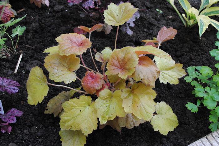 DSC_1643 - 2016 heuchera heucherella brunnera