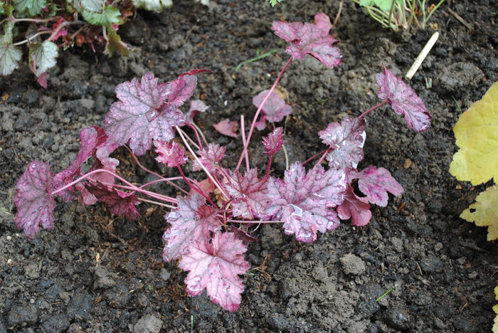DSC_1646 - 2016 heuchera heucherella brunnera