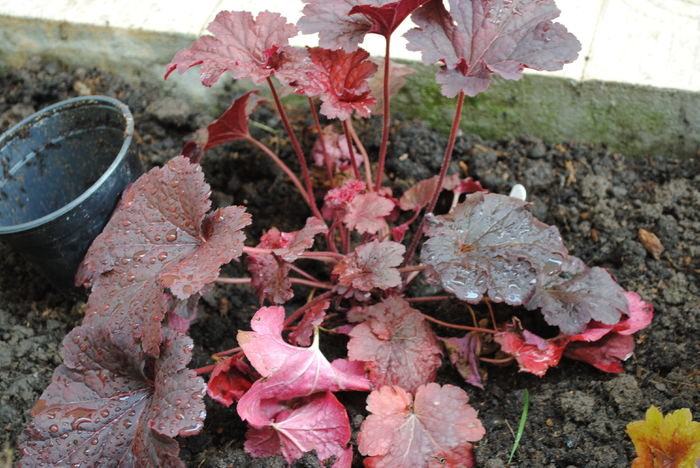 DSC_1650 - 2016 heuchera heucherella brunnera