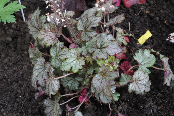 DSC_1652 - 2016 heuchera heucherella brunnera