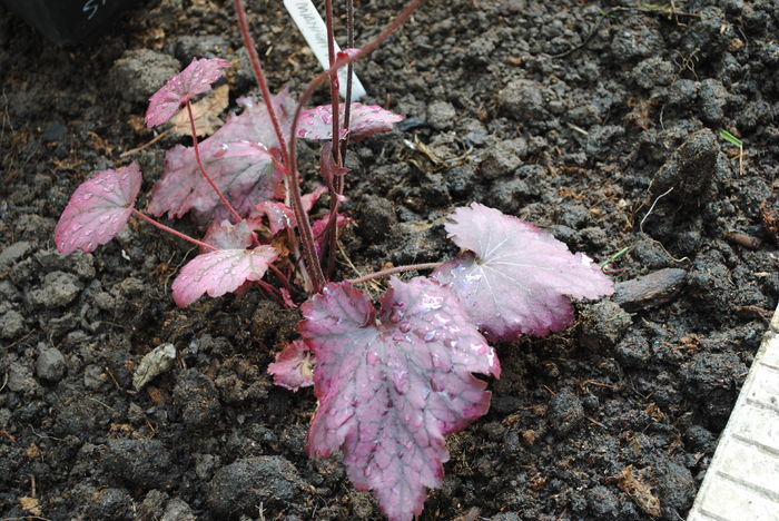 DSC_1657 - 2016 heuchera heucherella brunnera