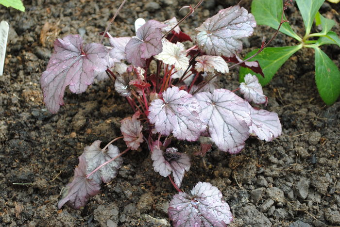 DSC_1661 - 2016 heuchera heucherella brunnera