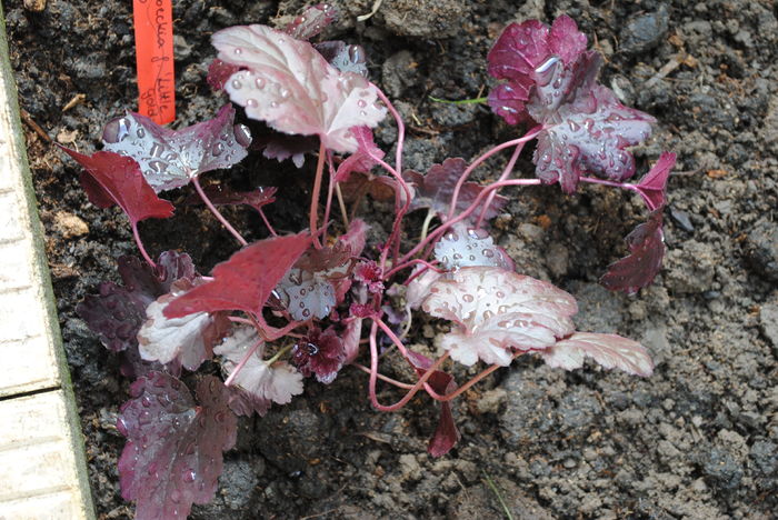 DSC_1664 - 2016 heuchera heucherella brunnera