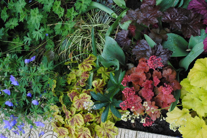 +carex+ geranium - 2016 heuchera heucherella brunnera