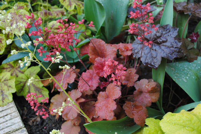 heuchera cherry-cola
