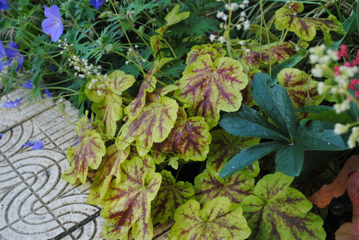 heucherella Solar Eclipse