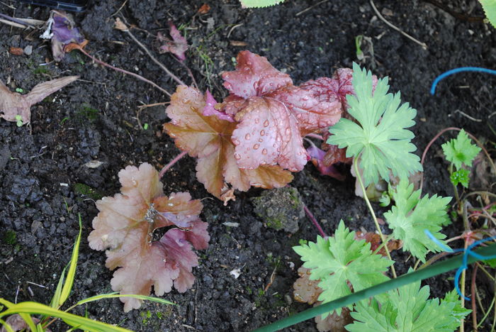 Heuchera Sparkling Burgundy