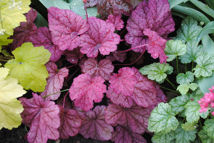 heuchera berrysmoothie