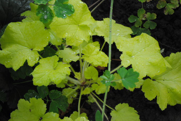 Heuchera_Citronelle