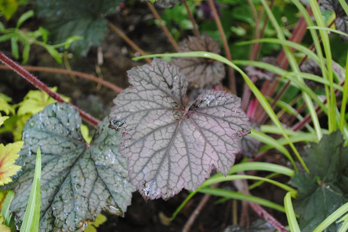 heuchera-frosted-violet