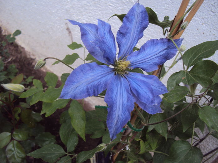 DSC00891 - CLEMATITE