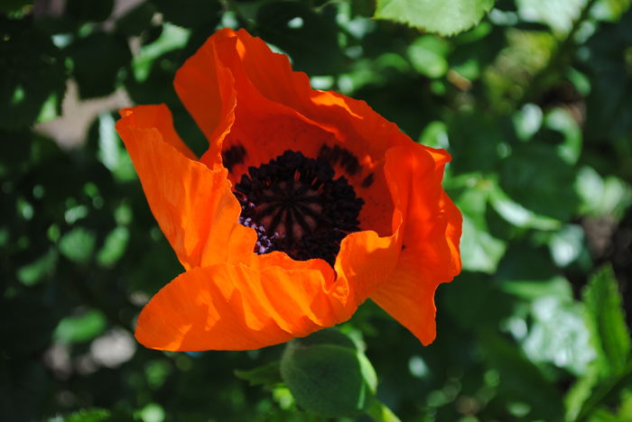15 mai, papaver turkenluise; inflorit in al doilea an, parca nu seamana cu cel din poza de prezentare..oricum e frumos :))
