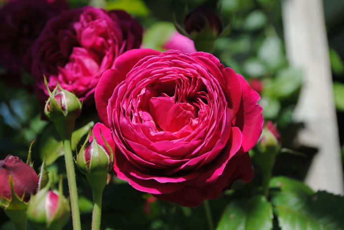 15 mai,Salma es Said