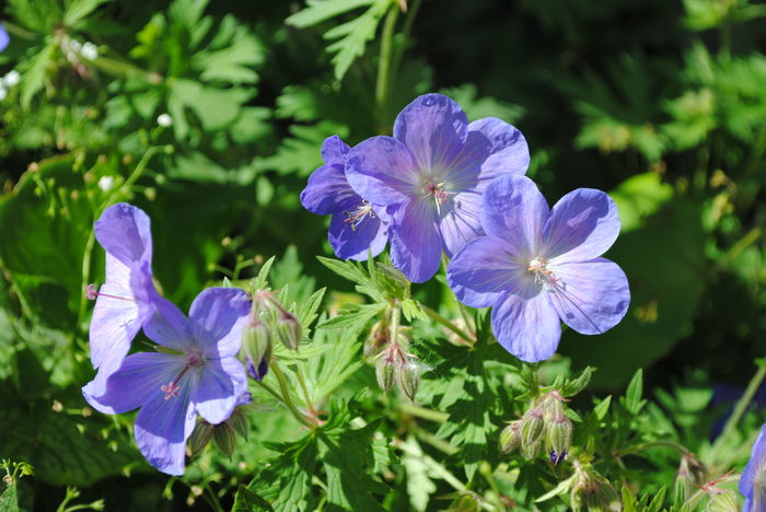 geranium johnsons-blue