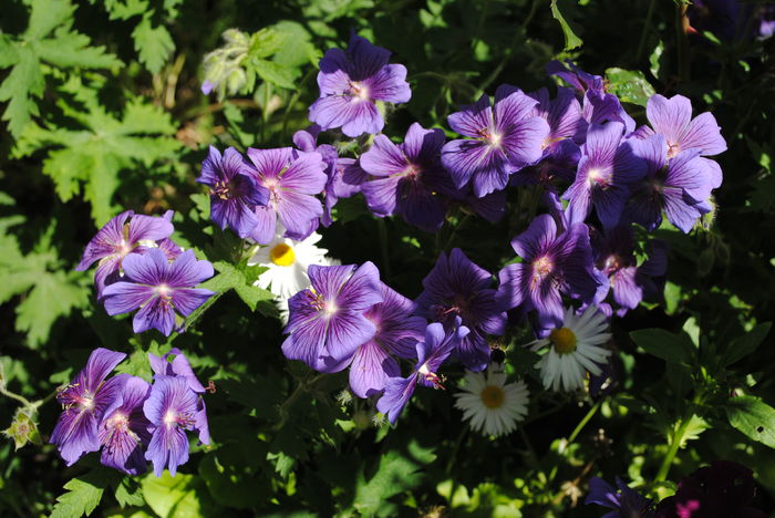 geranium magnificum