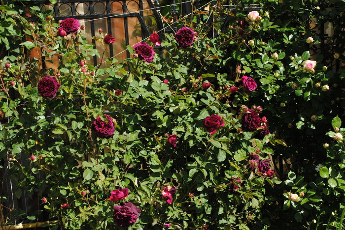 Munstead Wood(anul 4)