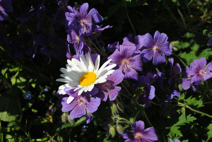 geranium magnificum