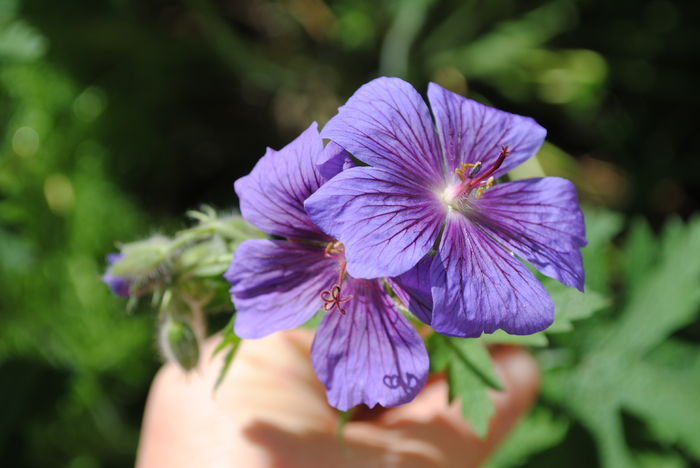 geranium magnificum