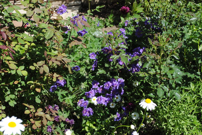 geranium magnificum