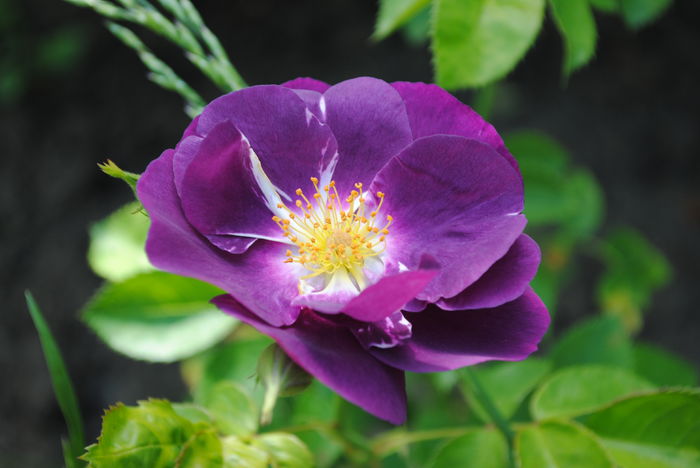 Rhapsody in Blue