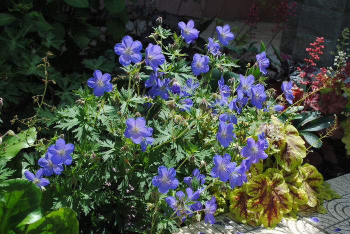 geranium johnsons-blue