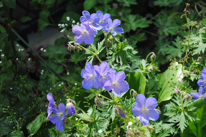 15 mai,geranium johnsons-blue