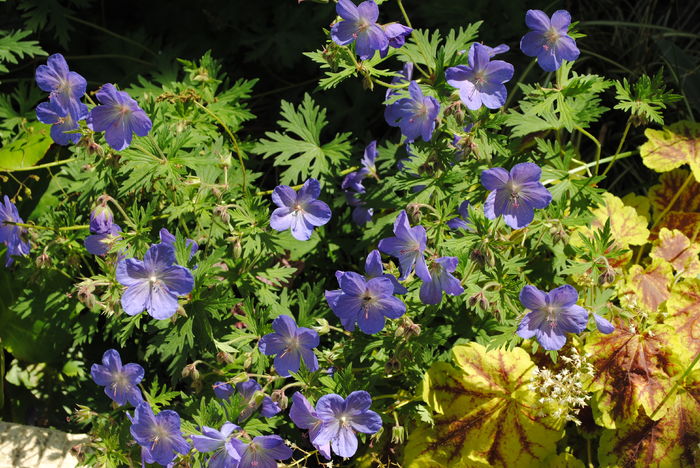 geranium johnsons-blue+h.Solar Eclipse