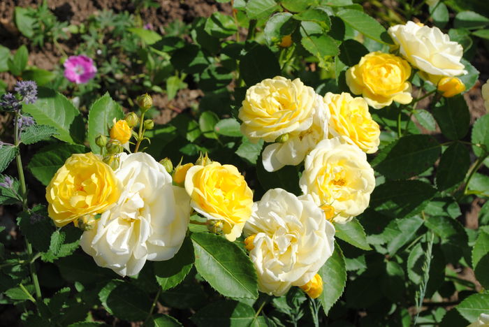 golden border(comtesse du barry)