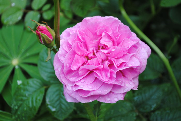 England s Rose - 2016 plantele mele II