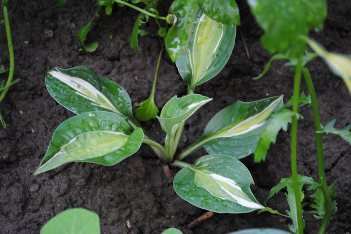 hosta snake eyes