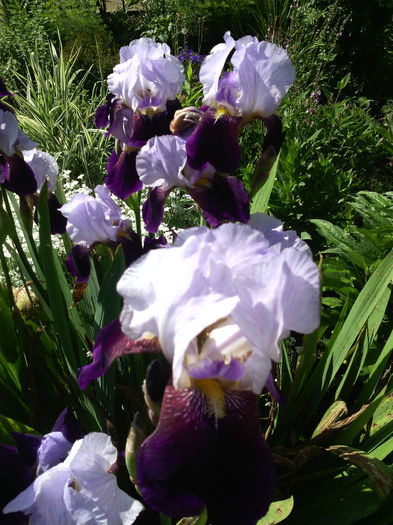 IMG_20160511_092842 - 01-Flori din curtea mea 2016