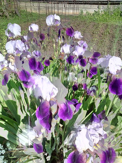 IMG_20160511_092856 - 01-Flori din curtea mea 2016