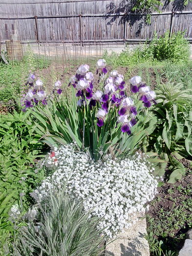 IMG_20160511_092928 - 01-Flori din curtea mea 2016