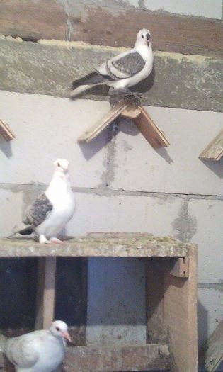 13231015_969480629836384_1001689639_n